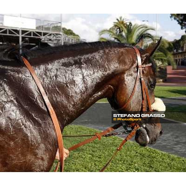 a close up for Worthadd winner of the 127° Derby Italiano Rome, 8th may 2010 ph. Stefano Grasso