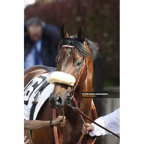 a close up for Worthadd winner of the 127° Derby Italiano Rome, 8th may 2010 ph. Stefano Grasso