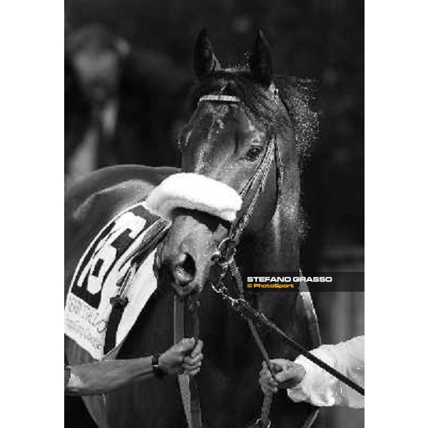 a close up for Worthadd winner of the 127° Derby Italiano Rome, 8th may 2010 ph. Stefano Grasso