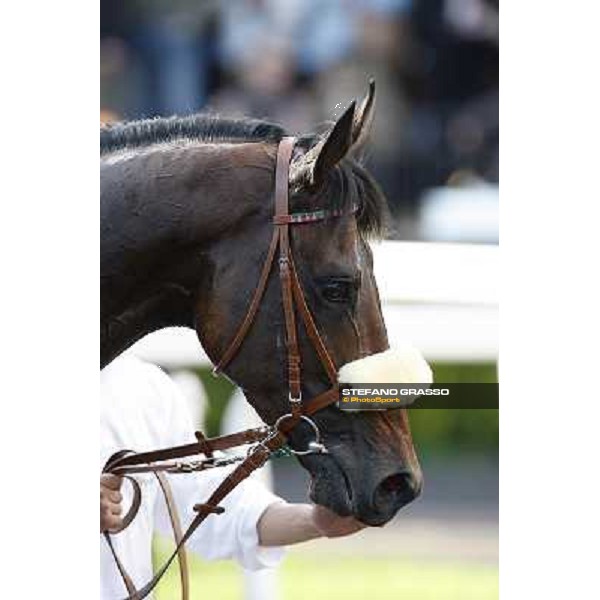 a close up for Worthadd winner of the 127° Derby Italiano Rome, 8th may 2010 ph. Stefano Grasso