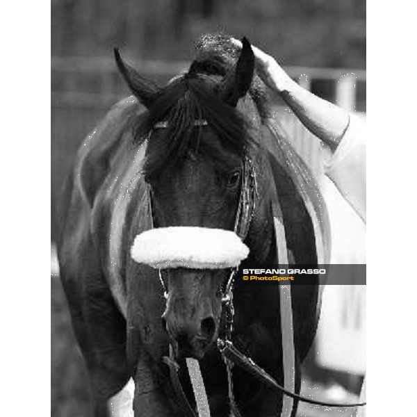 a close up for Worthadd winner of the 127° Derby Italiano Rome, 8th may 2010 ph. Stefano Grasso