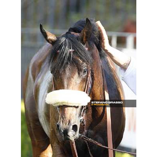 a close up for Worthadd winner of the 127° Derby Italiano Rome, 8th may 2010 ph. Stefano Grasso