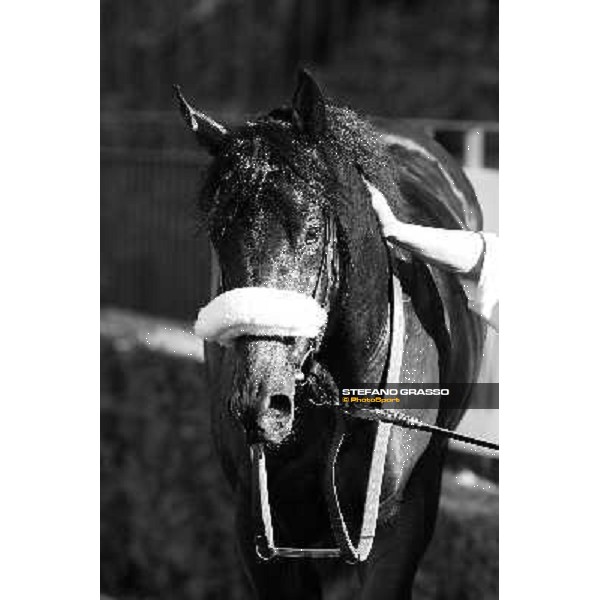 a close up for Worthadd winner of the 127° Derby Italiano Rome, 8th may 2010 ph. Stefano Grasso