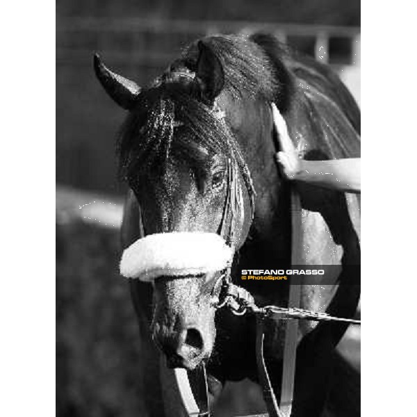 a close up for Worthadd winner of the 127° Derby Italiano Rome, 8th may 2010 ph. Stefano Grasso