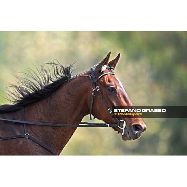 Geox- winner of the Consolation 61¡ Gp Lotteria Napoli, Agnano racetrack 2nd may 2010 ph. Stefano Grasso