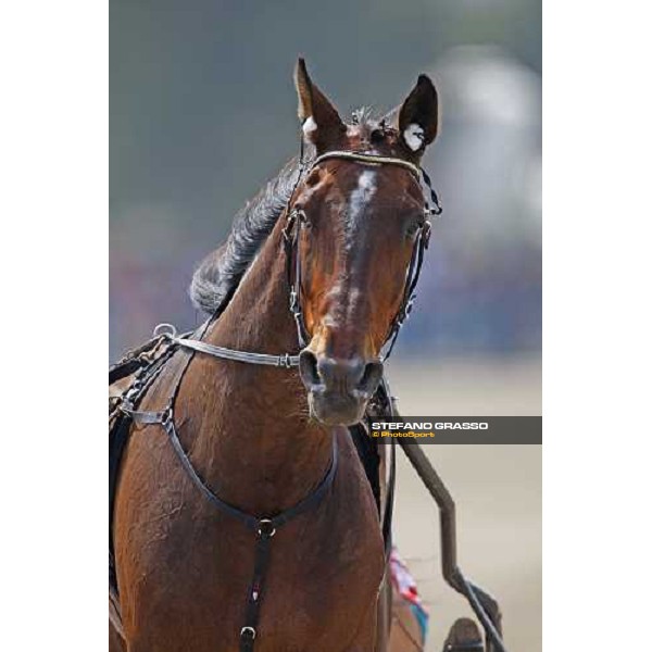 Geox- winner of the Consolation 61¡ Gp Lotteria Napoli, Agnano racetrack 2nd may 2010 ph. Stefano Grasso
