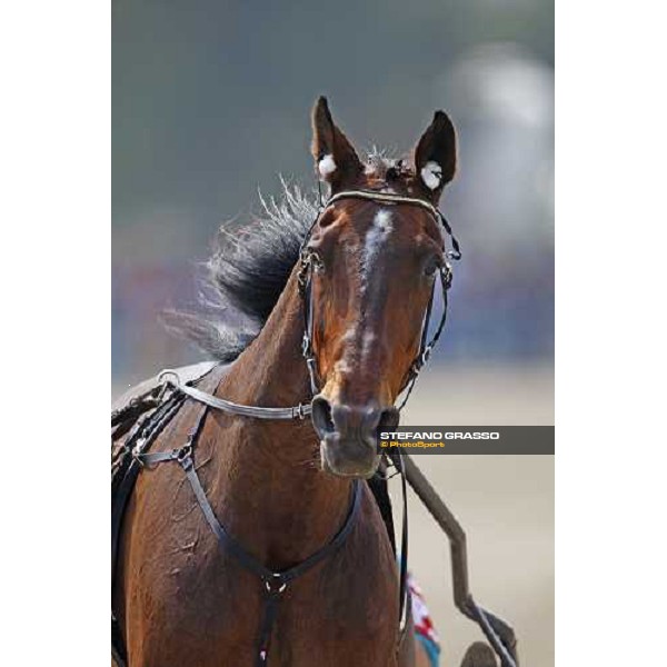 Geox- winner of the Consolation 61¡ Gp Lotteria Napoli, Agnano racetrack 2nd may 2010 ph. Stefano Grasso