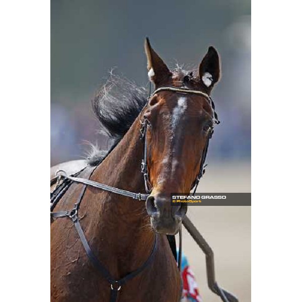 Geox- winner of the Consolation 61¡ Gp Lotteria Napoli, Agnano racetrack 2nd may 2010 ph. Stefano Grasso