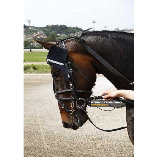 Ilaria Jet 61¡ Gp Lotteria Napoli, Agnano racetrack 2nd may 2010 ph. Stefano Grasso