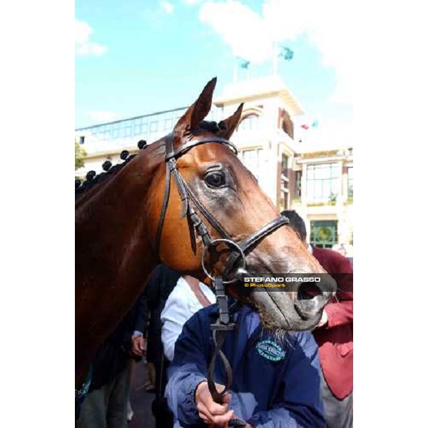 close up for Mister Monet winner of Prix Guillaume d\'Ornano Deauville 21st august 2004 ph. Stefano Grasso