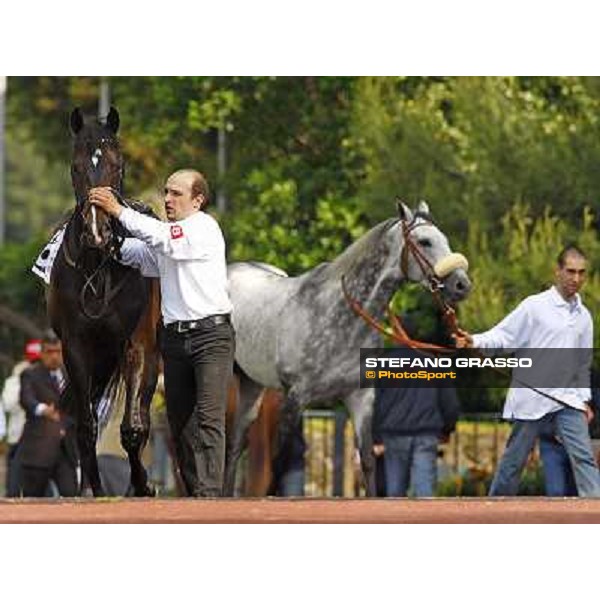 Querari and Voila Ici parading before the Premio Presidente della Repubblica Rome - Capannelle racetrack, 16th may 2010 ph. Stefano Grasso