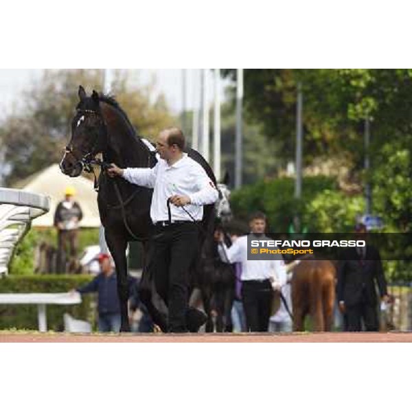 Querari parading before winning the Premio Presidente della Repubblica Rome - Capannelle racetrack, 16th may 2010 ph. Stefano Grasso