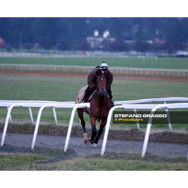Newmarket 100104 the last canter of Falbrav in Europe ph. Stefano Grasso