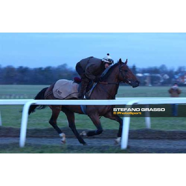 Newmarket 100104 the last canter of Falbrav in Europe ph. Stefano Grasso