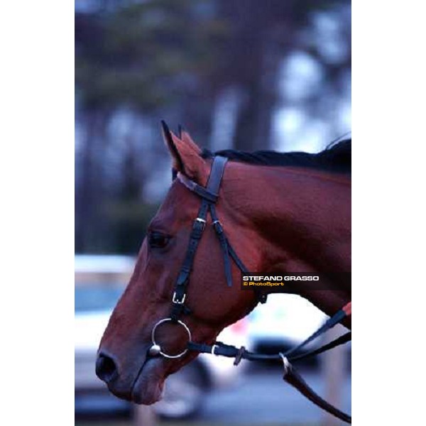 Newmarket 100104 close up for Falbrav ph. Stefano Grasso