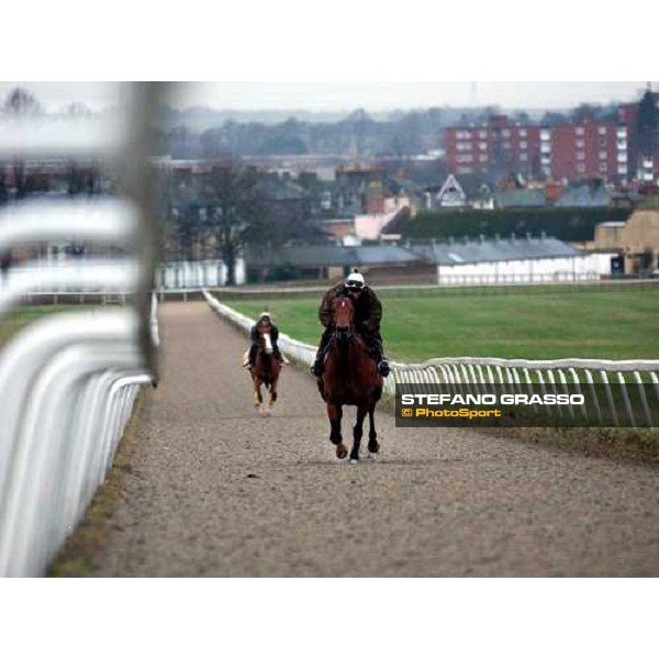 Newmarket 100104 Falbrav cantering ph. Stefano Grasso