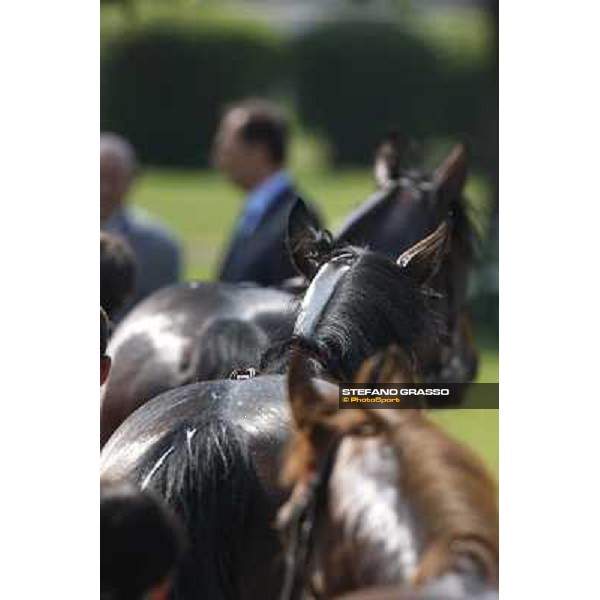 Horses away please ! Milan - San Siro racetrack, 30th may 2010 ph. Stefano Grasso