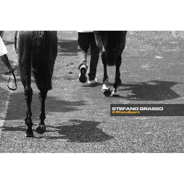 Horsess parading in the paddock Milan - San Siro racetrack, 30th may 2010 ph. Stefano Grasso