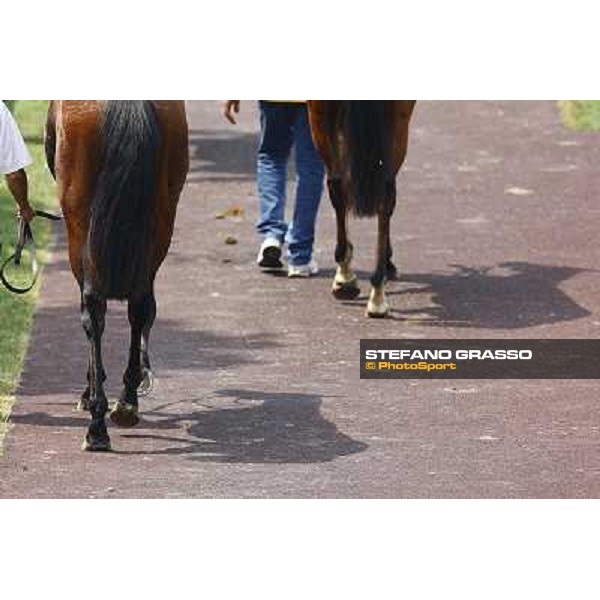 Two horses parade in the paddock before the race Milan - San Siro racetrack, 30th may 2010 ph. Stefano Grasso