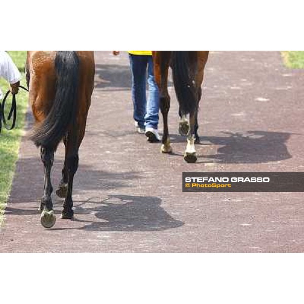 Two horses parade before the race Milan - San Siro racetrack, 30th may 2010 ph. Stefano Grasso