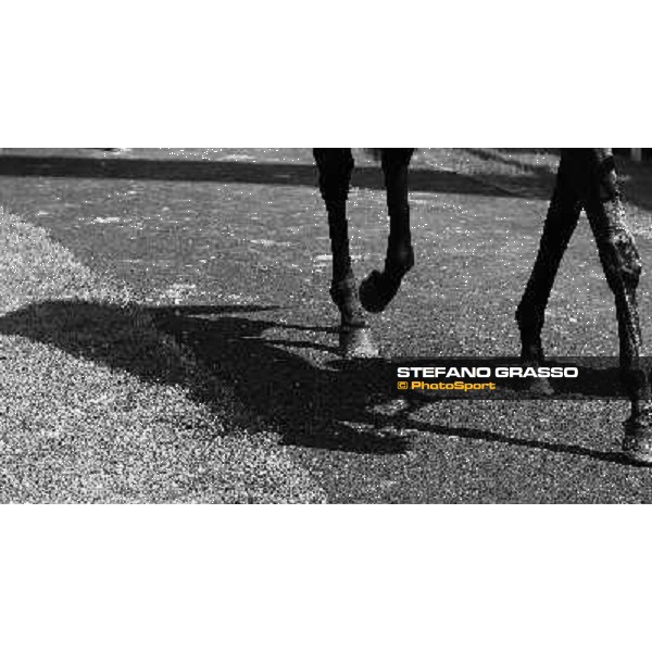 the shadow of a horse parading in the paddock Milan - San Siro racetrack, 30th may 2010 ph. Stefano Grasso