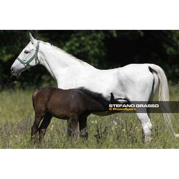 Foals and mares in the paddock at Lipica Lipica (SLO), 1st june 2010 ph.Stefano Grasso
