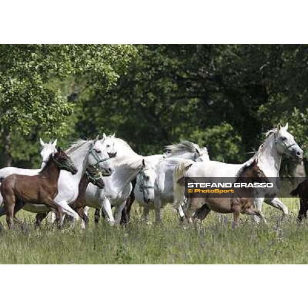 Foals and mares in the paddock at Lipica Lipica (SLO), 1st june 2010 ph.Stefano Grasso