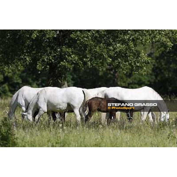 Foals and mares in the paddock at Lipica Lipica (SLO), 1st june 2010 ph.Stefano Grasso