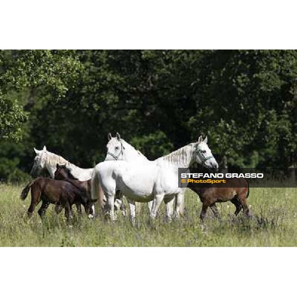 Foals and mares in the paddock at Lipica Lipica (SLO), 1st june 2010 ph.Stefano Grasso