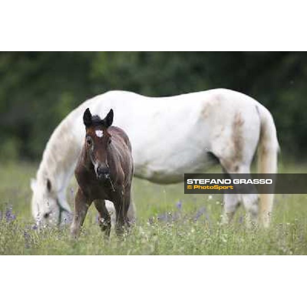 Foals and mares in the paddock at Lipica Lipica (SLO), 1st june 2010 ph.Stefano Grasso