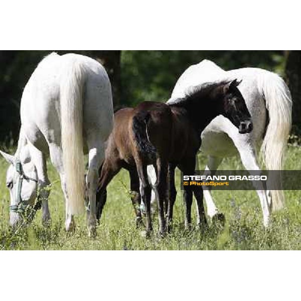 Foals and mares in the paddock at Lipica Lipica (SLO), 1st june 2010 ph.Stefano Grasso