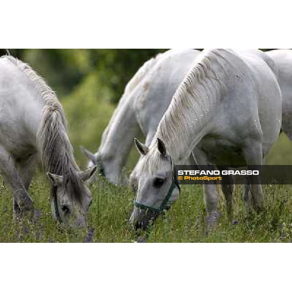Foals and mares in the paddock at Lipica Lipica (SLO), 1st june 2010 ph.Stefano Grasso