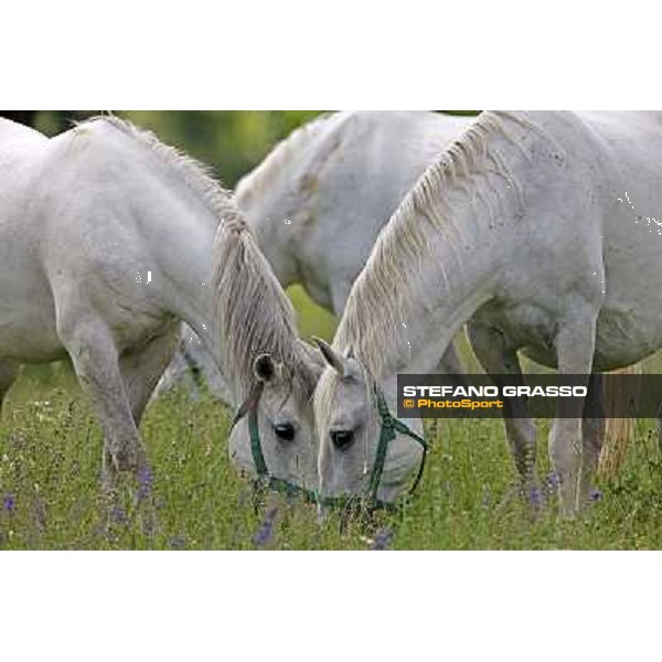 Foals and mares in the paddock at Lipica Lipica (SLO), 1st june 2010 ph.Stefano Grasso