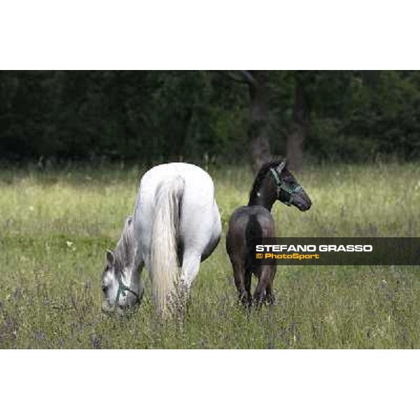 Foals and mares in the paddock at Lipica Lipica (SLO), 1st june 2010 ph.Stefano Grasso