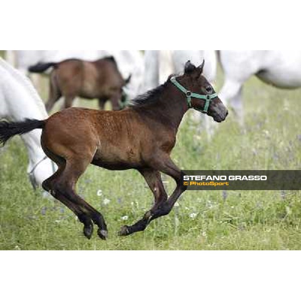 Foals and mares in the paddock at Lipica Lipica (SLO), 1st june 2010 ph.Stefano Grasso
