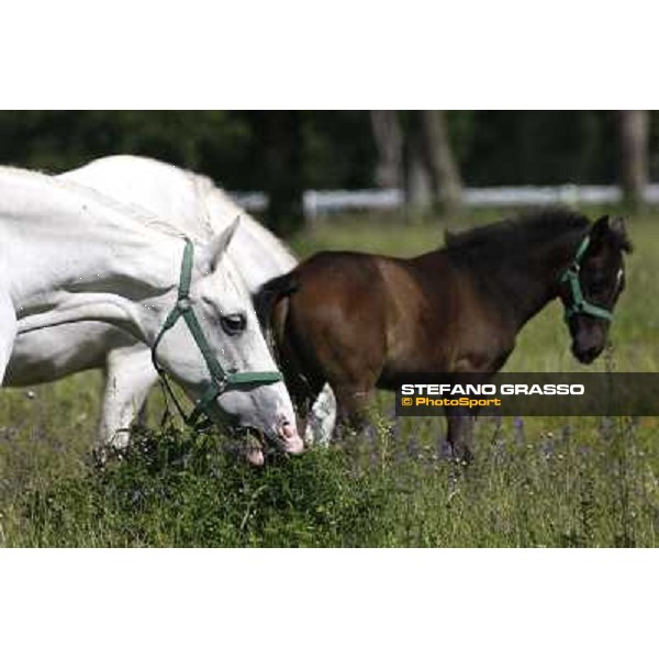 Foals and mares in the paddock at Lipica Lipica (SLO), 1st june 2010 ph.Stefano Grasso