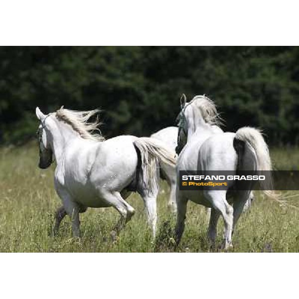 Foals and mares in the paddock at Lipica Lipica (SLO), 1st june 2010 ph.Stefano Grasso