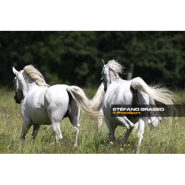 Foals and mares in the paddock at Lipica Lipica (SLO), 1st june 2010 ph.Stefano Grasso