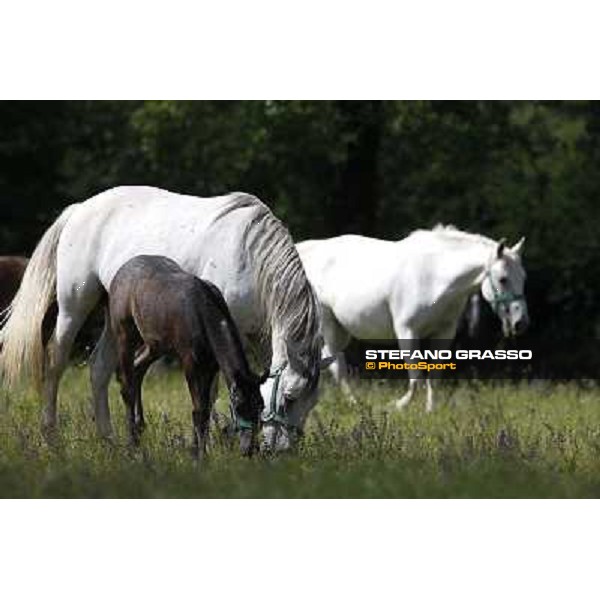 Foals and mares in the paddock at Lipica Lipica (SLO), 1st june 2010 ph.Stefano Grasso