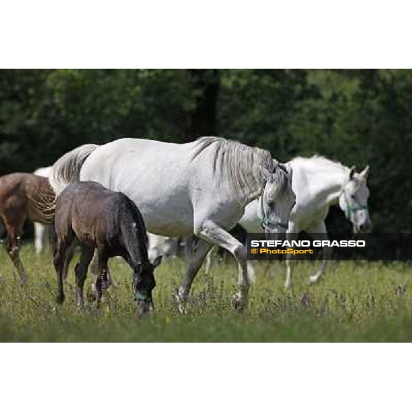 Foals and mares in the paddock at Lipica Lipica (SLO), 1st june 2010 ph.Stefano Grasso