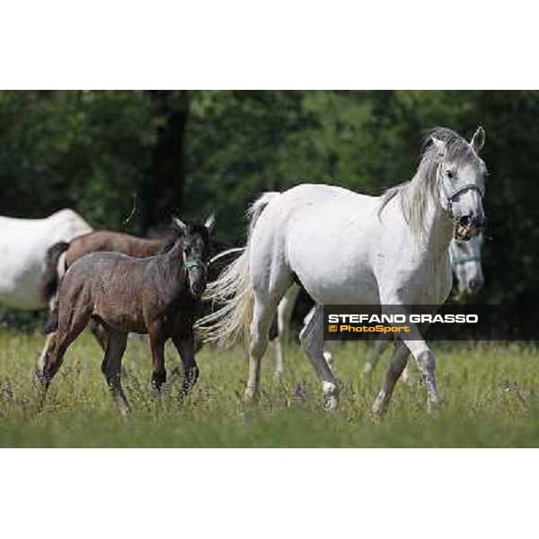 Foals and mares in the paddock at Lipica Lipica (SLO), 1st june 2010 ph.Stefano Grasso