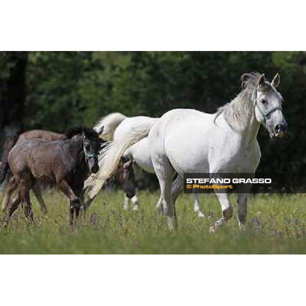 Foals and mares in the paddock at Lipica Lipica (SLO), 1st june 2010 ph.Stefano Grasso