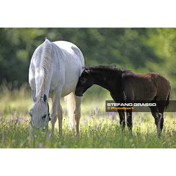 Foals and mares in the paddock at Lipica Lipica (SLO), 1st june 2010 ph.Stefano Grasso