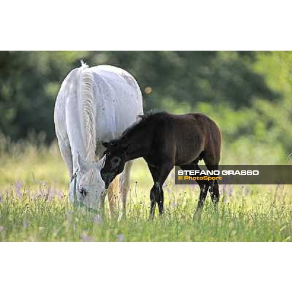 Foals and mares in the paddock at Lipica Lipica (SLO), 1st june 2010 ph.Stefano Grasso