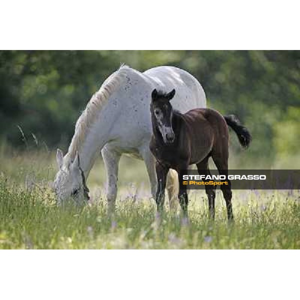 Foals and mares in the paddock at Lipica Lipica (SLO), 1st june 2010 ph.Stefano Grasso