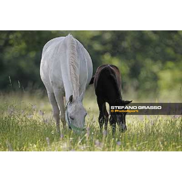 Foals and mares in the paddock at Lipica Lipica (SLO), 1st june 2010 ph.Stefano Grasso