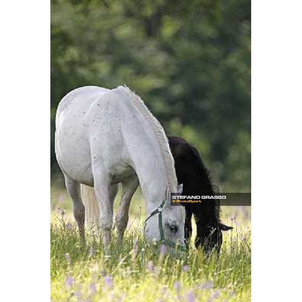 Foals and mares in the paddock at Lipica Lipica (SLO), 1st june 2010 ph.Stefano Grasso