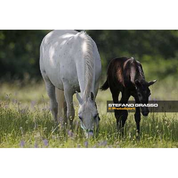 Foals and mares in the paddock at Lipica Lipica (SLO), 1st june 2010 ph.Stefano Grasso