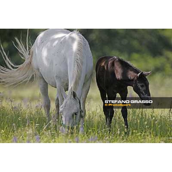Foals and mares in the paddock at Lipica Lipica (SLO), 1st june 2010 ph.Stefano Grasso