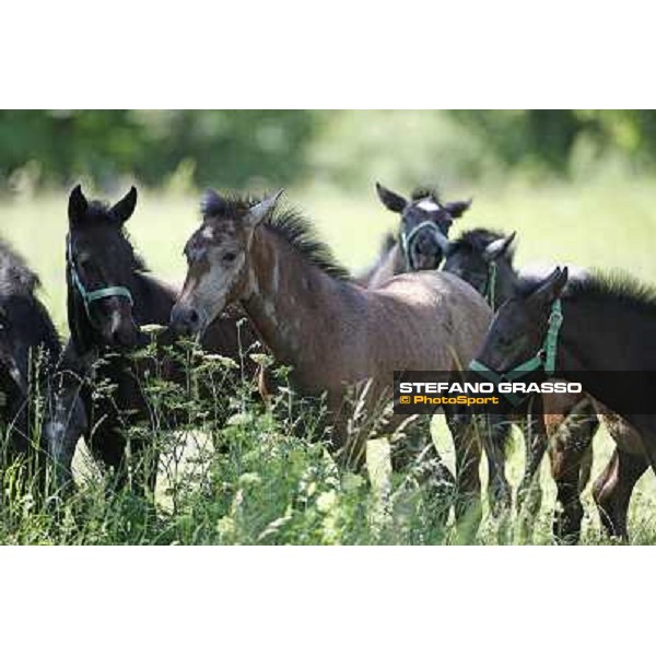 Foals and mares in the paddock at Lipica Lipica (SLO), 1st june 2010 ph.Stefano Grasso